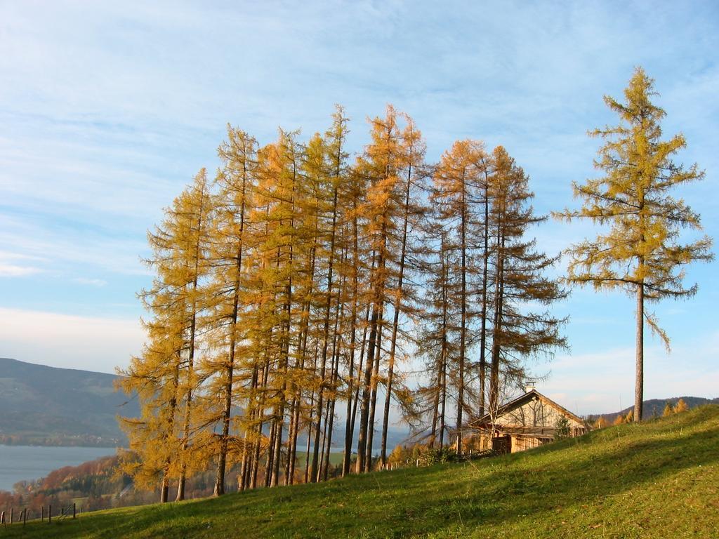 Attersee-Chalet Angermann Familie Spalt Steinbach am Attersee Ngoại thất bức ảnh